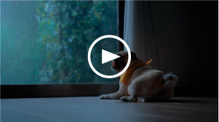 キニナル⽝『⼤⾬・台⾵・⼟砂災害』篇の動画サムネイル