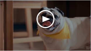 キニナル⽝『いつもの防災』篇の動画サムネイル